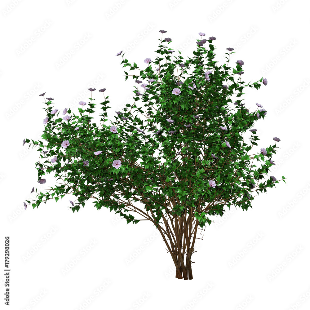 3D Rendering Hibiscus Bush with Flowers on White 3D Rendering Hibiscus Bush with Flowers on White