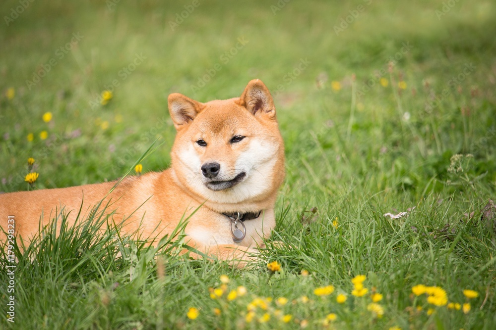 petit chien japonais shiba inu couché dans l'herbe et se repose au soleil