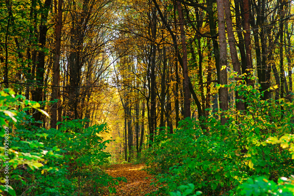 Obraz premium Bright and colorful landscape of autumn forest trail covered with leaf