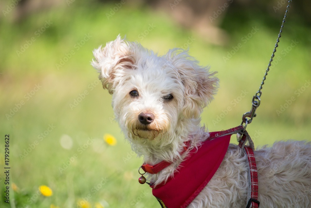 Portrait d'un petit chien blanc au poils frisé et un harnais rouge Stock  Photo | Adobe Stock