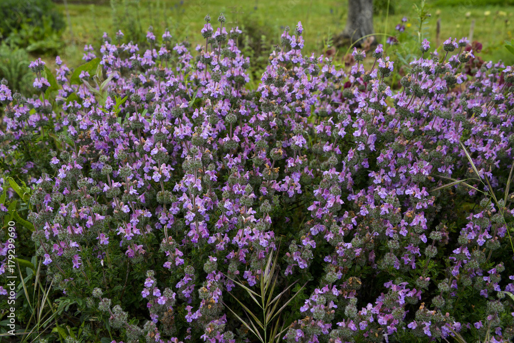 Sauge multicaulis, Sauge à nombreuses tiges, Salvia multicaulis Sauge multicaulis, Sauge à nombreuses tiges, Salvia multicaulis