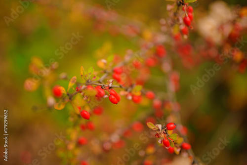 Close up abstract texture of dog-rose berries and leaf on the branches