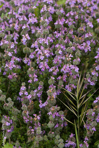 Sauge multicaulis, Sauge à nombreuses tiges, Salvia multicaulis photo