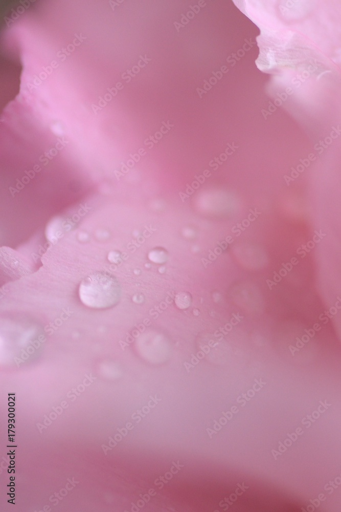 Macro details of Pink Rose petals with water droplets in vertical frame - obrazy, fototapety, plakaty 