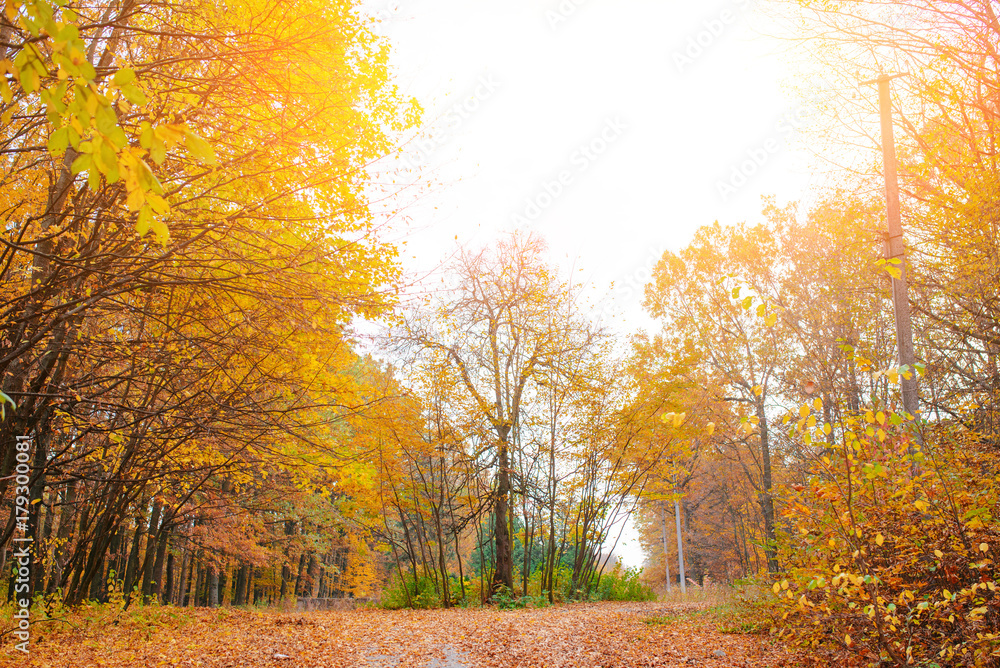 Bright and colorful landscape of sunny autumn forest with orange foliage and trail