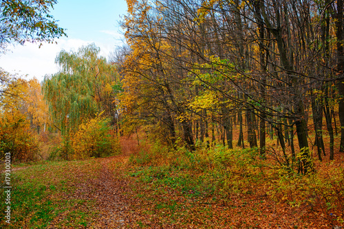 Bright and colorful landscape of autumn forest with trail covered with leaf