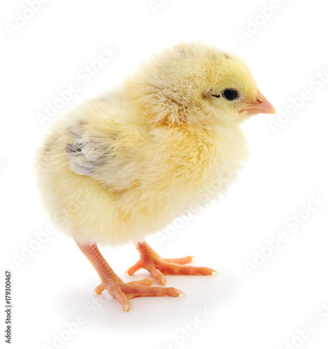 Small yellow chicken.