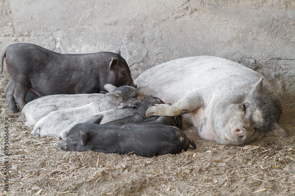 Momma pig is feeding hungry little piglets Momma pig is feeding hungry little piglets