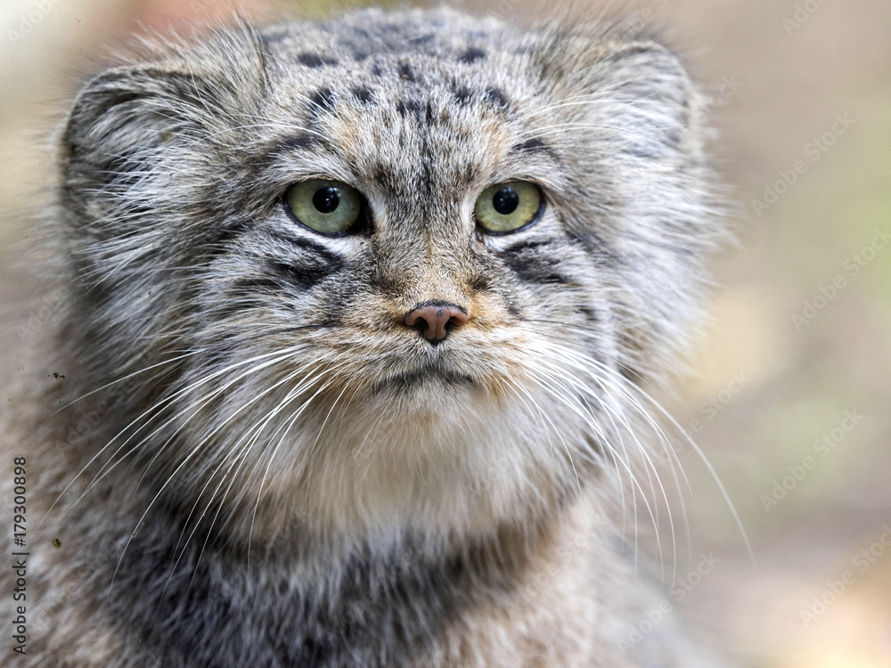 Naklejka premium portrait of a male the nice Asian cat Pallas' cat, Otocolobus manul