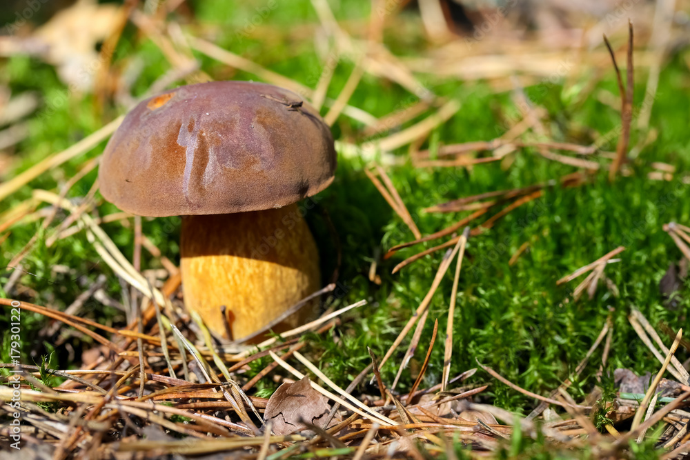 Edible mushroom grows out from the moss Edible mushroom grows out from the moss