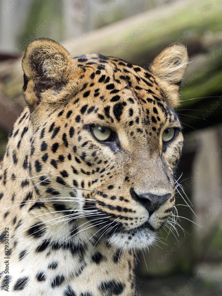 Naklejka premium portrait of female Sri Lanka Leopard, Panthera pardus kotiya