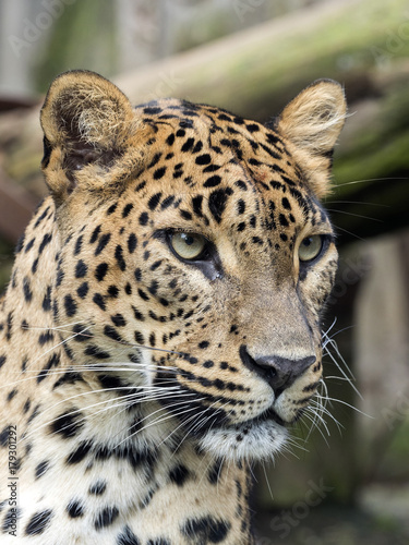portrait of female Sri Lanka Leopard, Panthera pardus kotiya