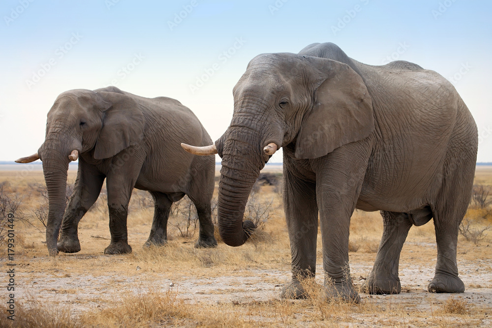 The reclusive old African elephants Loxodonta africana bush in the Etosha National Park, Namibia