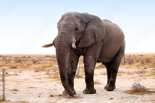 he  old African elephant Loxodonta africana bush in the Etosha National Park  Namibia
