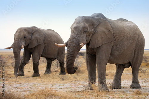The reclusive old African elephants Loxodonta africana bush in the Etosha National Park  Namibia