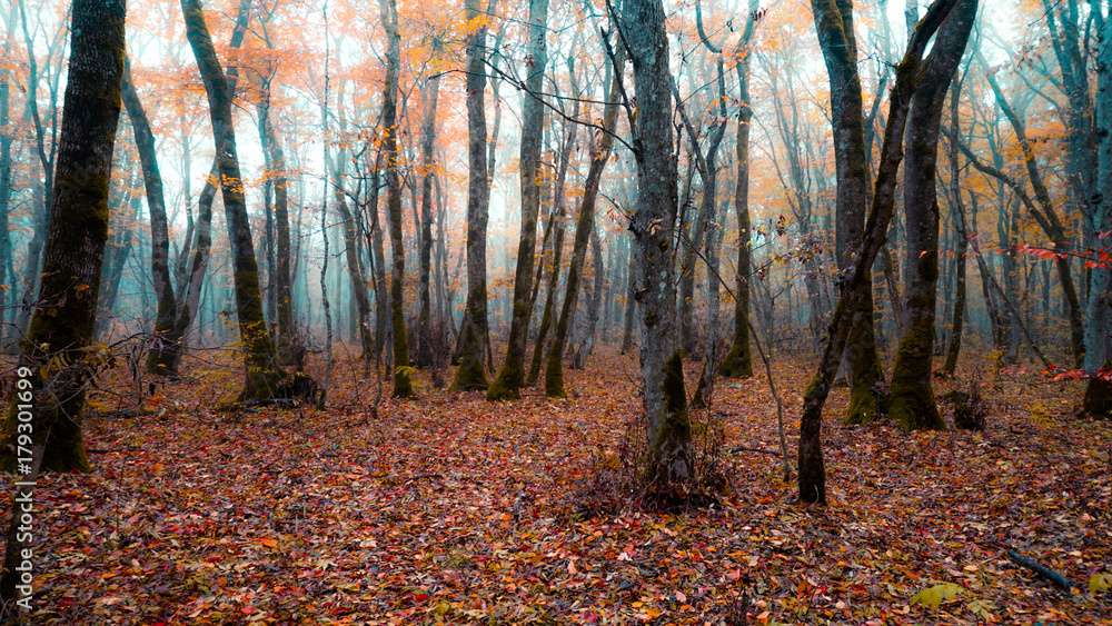 Forest in the fog