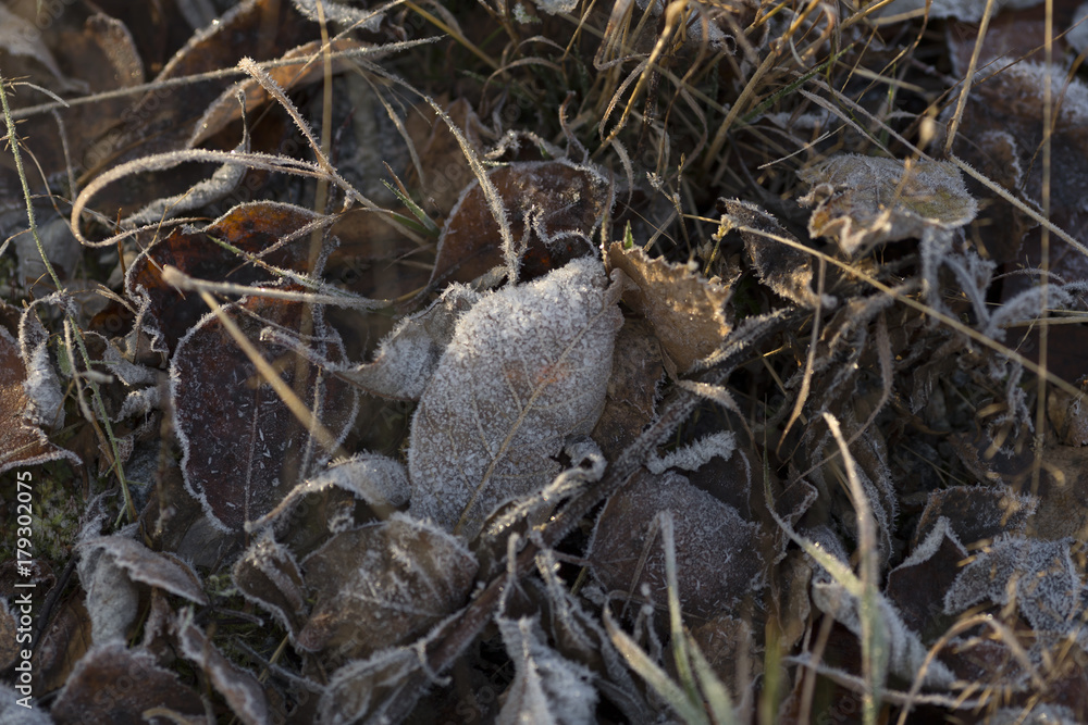 Frozen fall leafs on the ground Frozen fall leafs on the ground