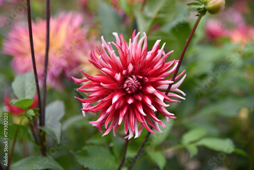 Fototapeta Naklejka Na Ścianę i Meble -  Dahlia cactus rouge et blanc en été au jardin