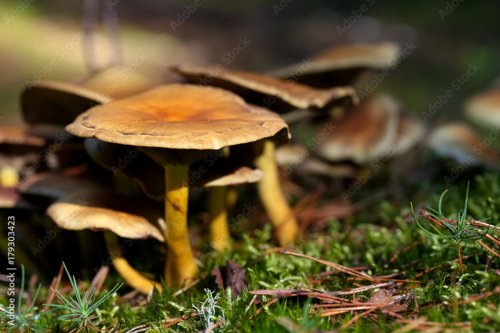 Group of a few mushrooms in a dark forest Group of a few mushrooms in a dark forest