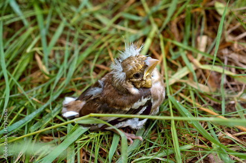 nestling Blackbird fallen from the nest, baby bird a Blackbird with a yellow beak
