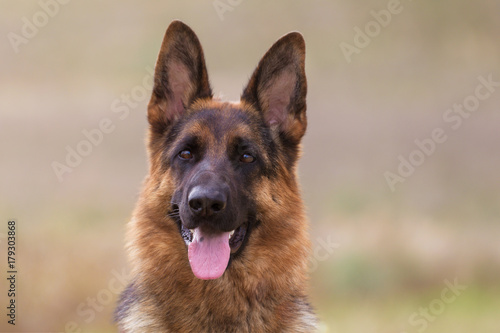 Schäferhund