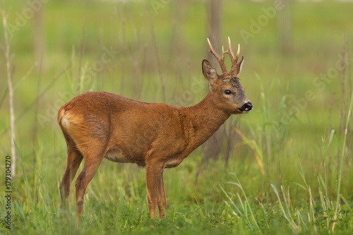 Fototapeta Deer profile