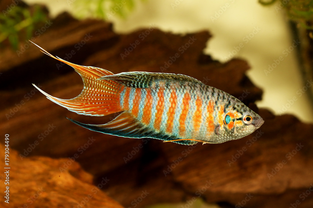 Obraz premium paradise fish gourami Macropodus opercularis tropical Aquarium fish 
