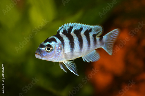 Kenyi or Kennyi cichlid Maylandia lombardoi aquarium fish 
