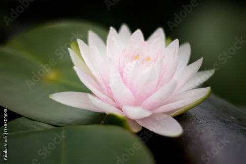 Lotus or water lily flower background