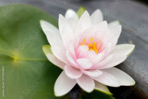 Fototapeta Naklejka Na Ścianę i Meble -  A beautiful pink waterlily or lotus flower in pond