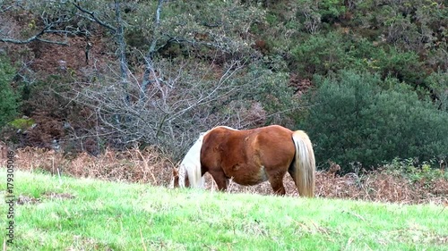 Horse with Blonde hair eating grass on Pyrenees Footage photo