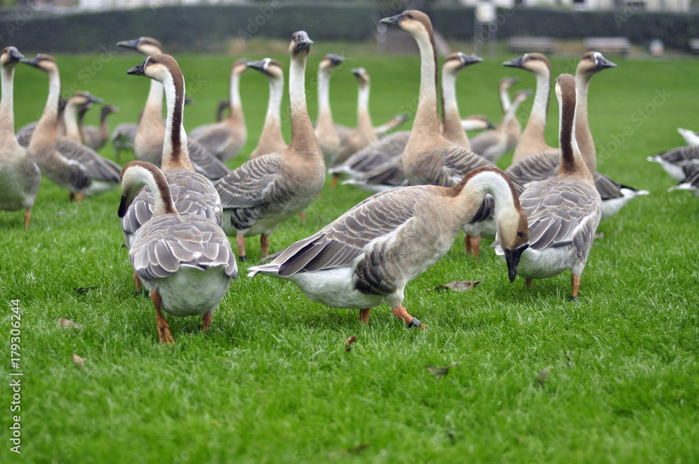 A flock of gray geese in the park A flock of gray geese in the park