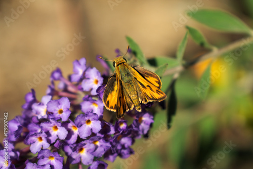 Common Branded Skipper, Herspia Comma Butterfly on Purple Flowers