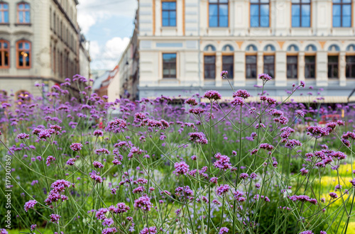 Wallpaper Mural flower bed with blooming purple flowers Verbena in front of the Torontodigital.ca