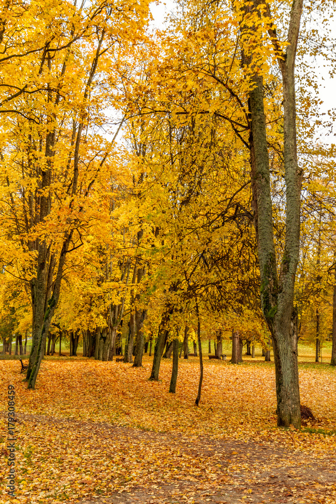 Fototapeta premium In the autumn park