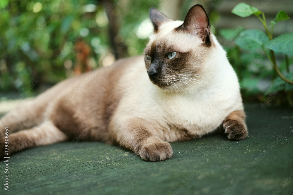 Thailand Cat lethargic.Siam cat sit on cement floor. Cat sit on white floor