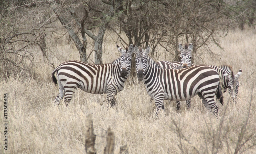 Obraz premium Zebras