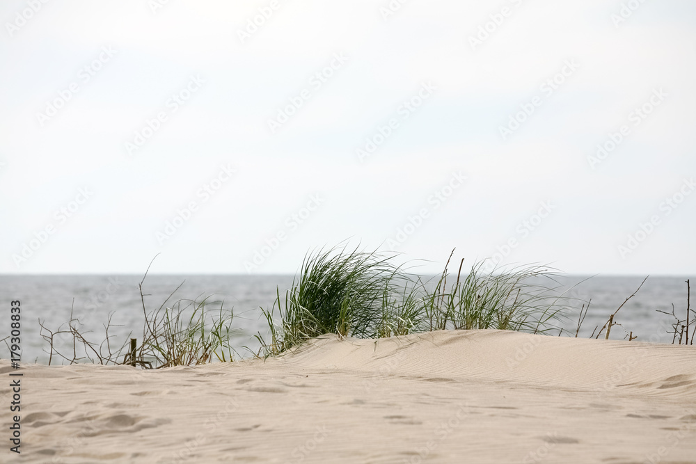 Wild beach grass grows on a sandy dune