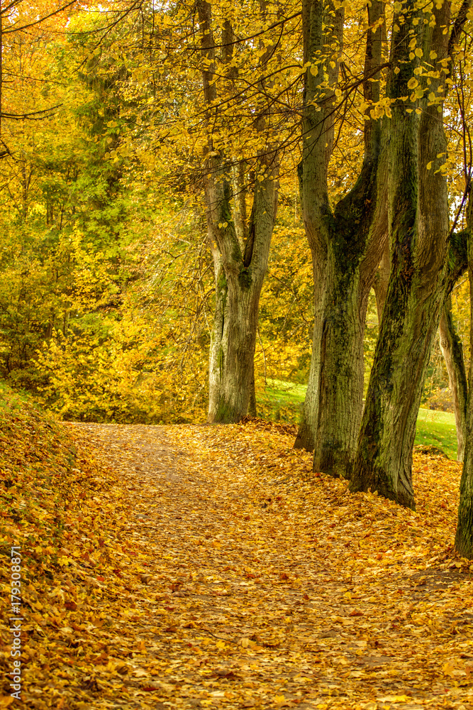 Obraz premium Trail trees in the park