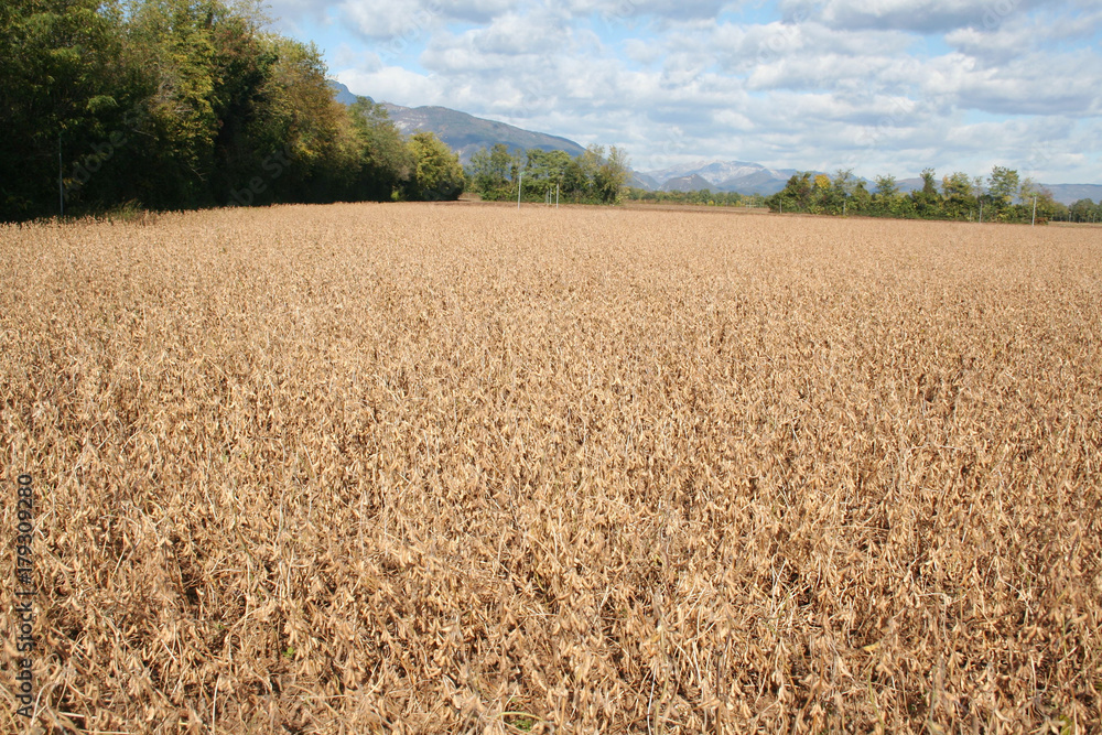 Fototapeta premium Campo di soia secco in autunno con cielo azzurro