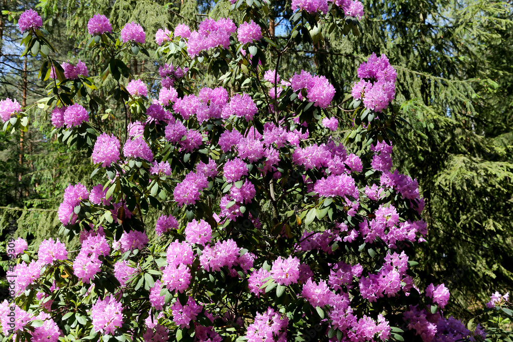 Obraz premium Rhododendron flowers growing in bouquets