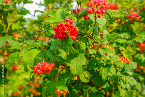 Bright red berries of a guelder-rose or Viburnum opulus bush on a sunny day in the Dutch summer season.