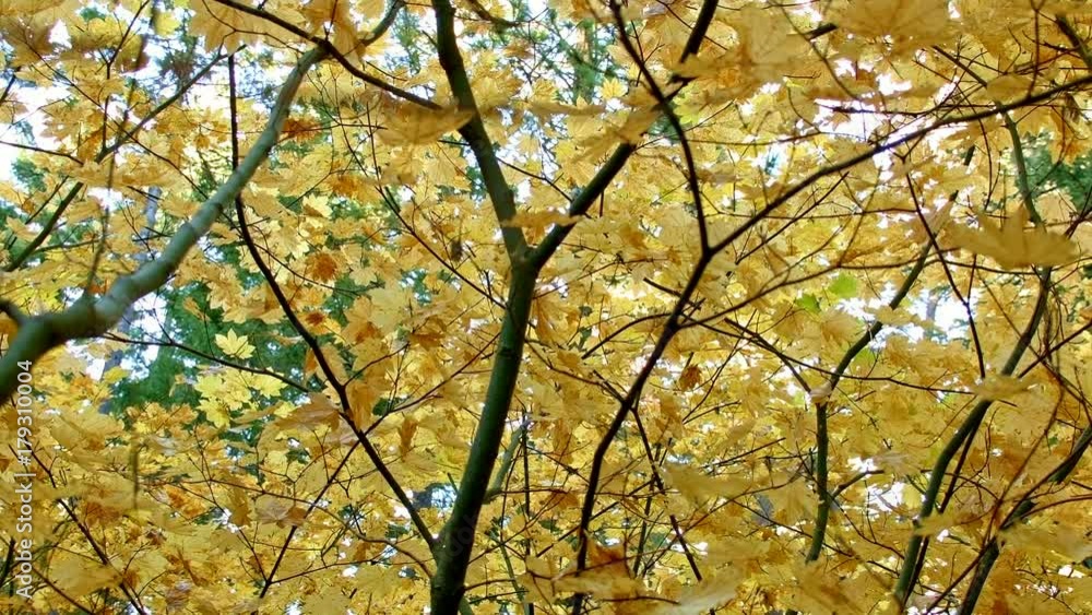 Trees up close Columbia River Gorge Oregon Fall Yellow Leaves Vine Maple 76 Trees up close Columbia River Gorge Oregon Fall Yellow Leaves Vine Maple 76