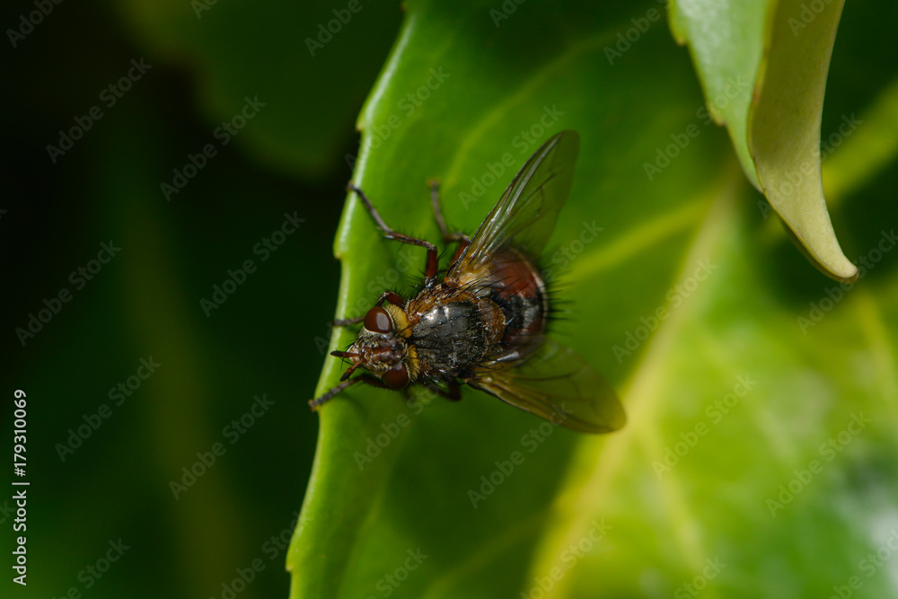 Igelfliege sitzt auf einem Blatt Igelfliege sitzt auf einem Blatt