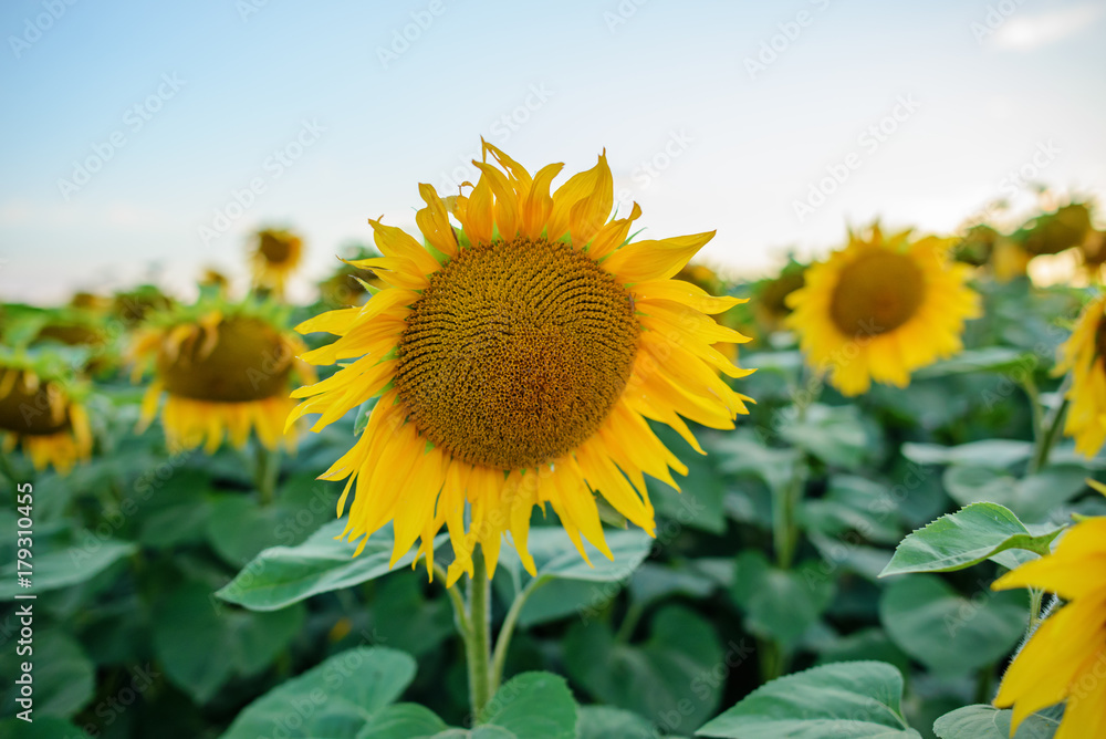 A plantation of beautiful yellow-green sunflowers after sunset at twilight against a beautiful light sky with fluffy clouds