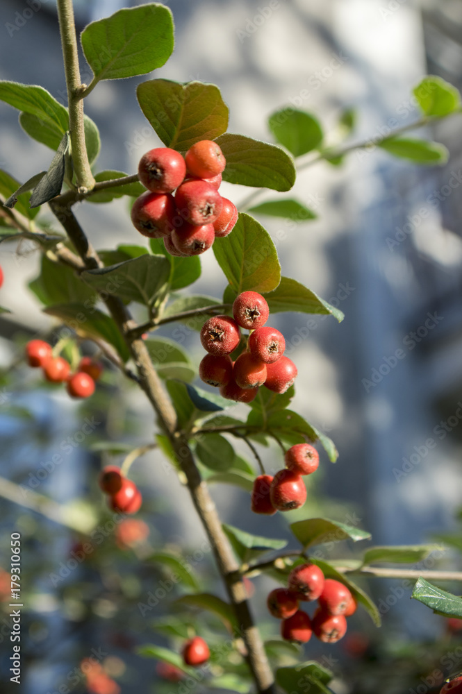 Obraz premium Cotoneaster integerrimus red autumn fruits and green leaves on branches