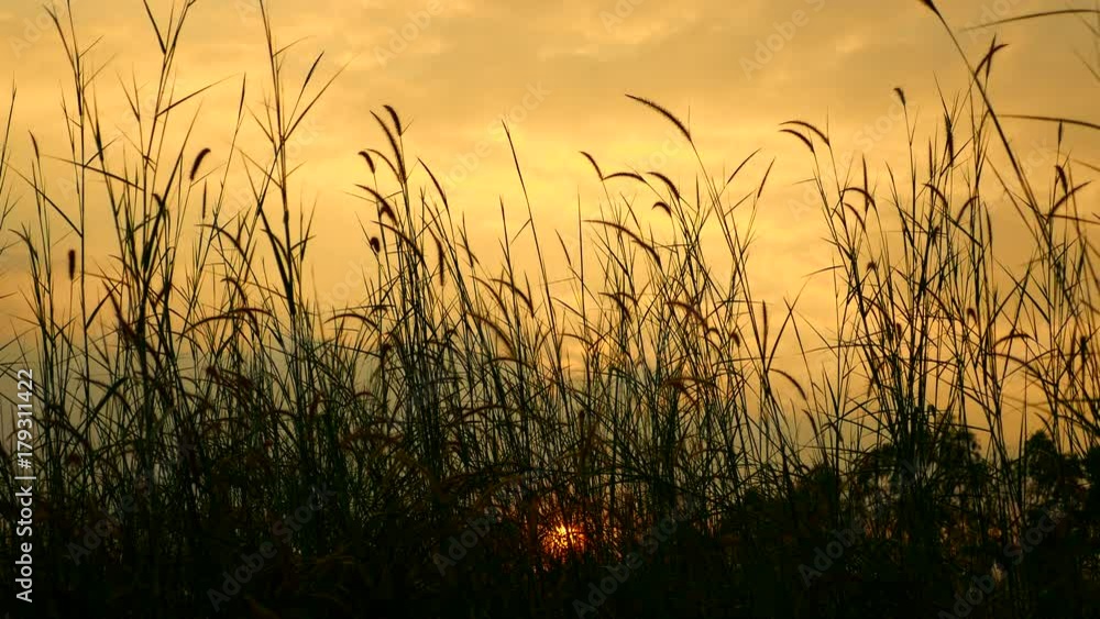 Flora grasses in the soft breeze. Flora grasses in the soft breeze.