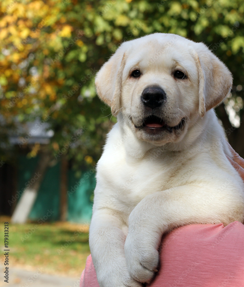 the the little labrador puppy in the park in autumn the the little labrador puppy in the park in autumn