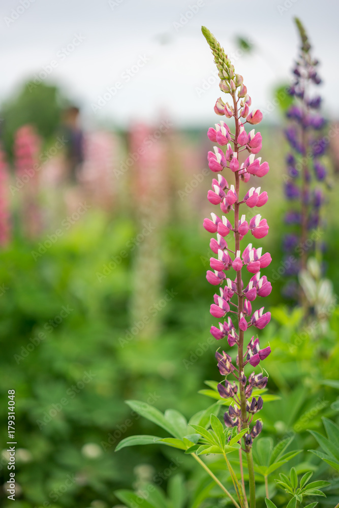 Obraz premium Pink Blue Salvia