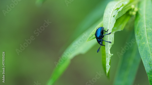 Black Insect On Green Leaf